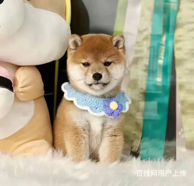 纯种日本小柴犬 黑色 赤色 健康品质保证 - 图片 6