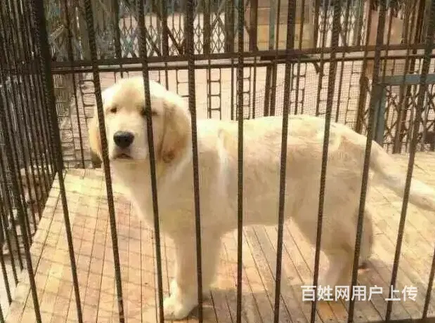 天门在哪有卖金毛的市场 市场金毛多少钱一只 - 图片 6