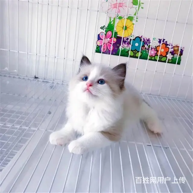 内蒙古呼伦贝尔猫舍直销布偶猫特价处理 - 图片 5