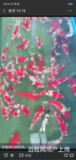 苏州永乐锦鲤大量出售锦鲤鱼 - 图片 6