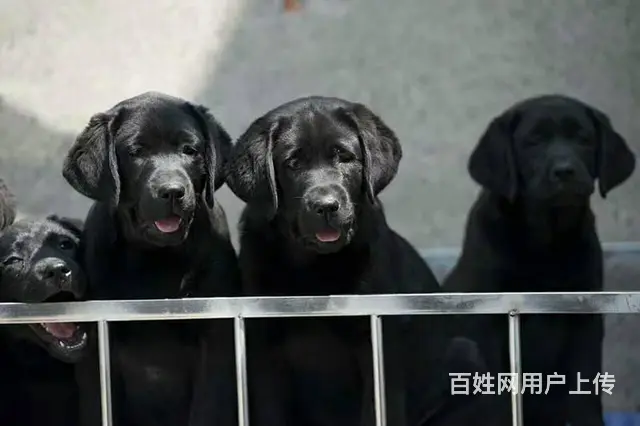 纯种拉布拉多幼犬 骨量大头版好 疫苗齐 - 图片 5