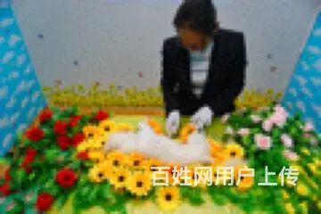 常州宠物殡葬动物火化狗狗猫咪遗体告别善终服务 - 图片 2