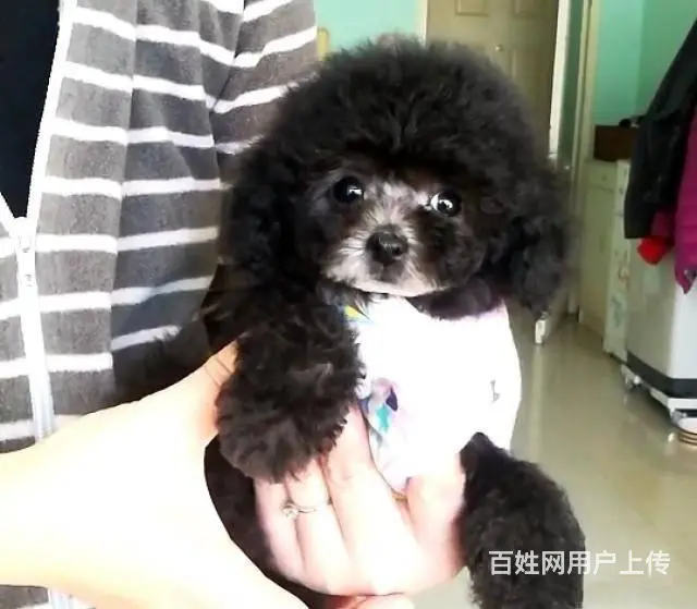 茶杯泰迪犬 玩具泰迪犬 泰迪犬价格泰迪熊图片 - 图片 7