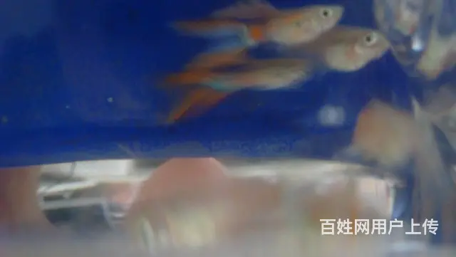 孔雀鱼双剑尾 - 图片 6