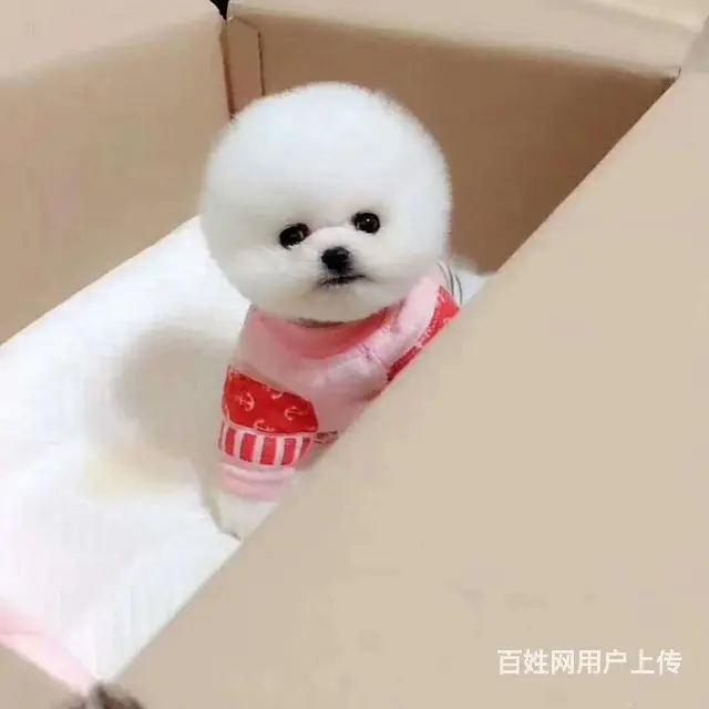 专业繁殖博美，哈多利球体博美，可送货上门挑可签协议 - 图片 7