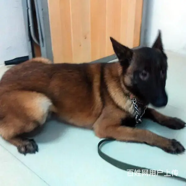 中卫上哪可以看到马犬犬舍，马犬犬舍地址位置 - 图片 7