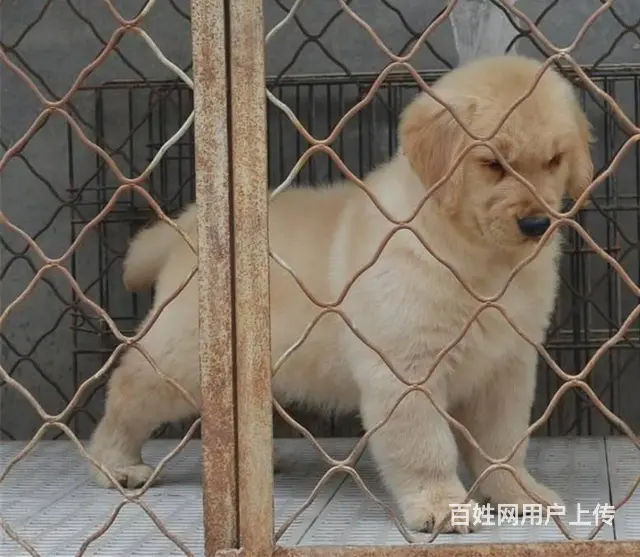 现在哪有卖金毛犬的 现在金毛多少钱一只 - 图片 6