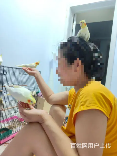 出售手养玄凤鹦鹉黄化 - 图片 2