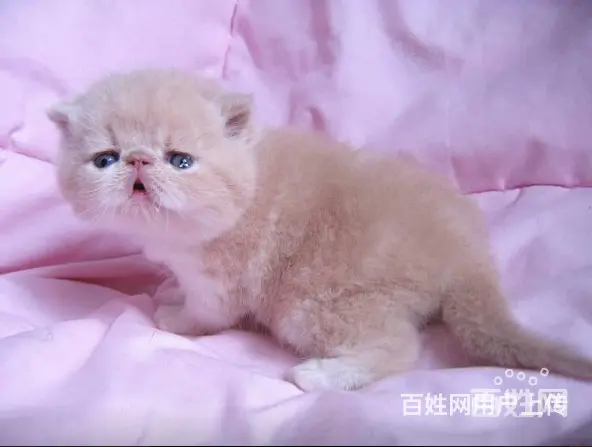 出售大包子脸加菲猫 专业繁殖纯种健康的猫咪 - 图片 2
