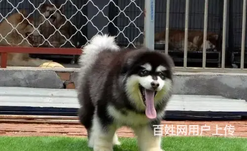 邢台本地出售家养阿拉斯加犬 纯种阿拉斯加 疫苗齐全 - 图片 5