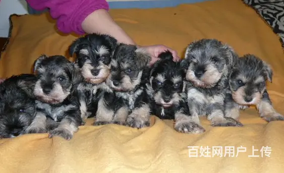 天门哪有繁殖雪纳瑞幼犬的，雪纳瑞幼犬多少钱一只 - 图片 1