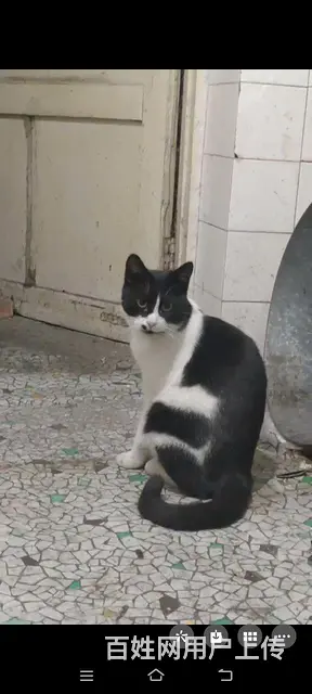 【搞定了！】黑白奶牛猫 - 图片 2