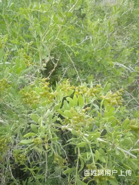 甘肃白刺种植基地 白刺种子种子繁育公司 白刺种子产 - 图片 6