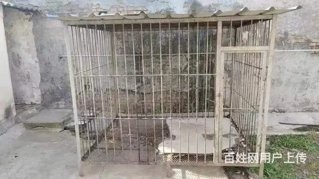 马犬 - 图片 2