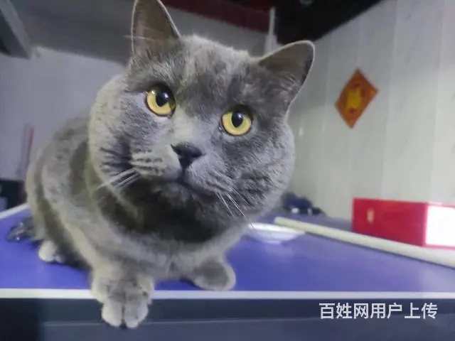 英短蓝猫 - 图片 1