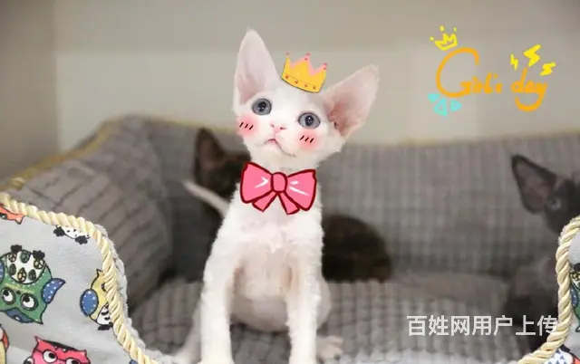 哪里有卖德文卷毛猫的 性格好 不掉毛 高端人士首选 - 图片 5