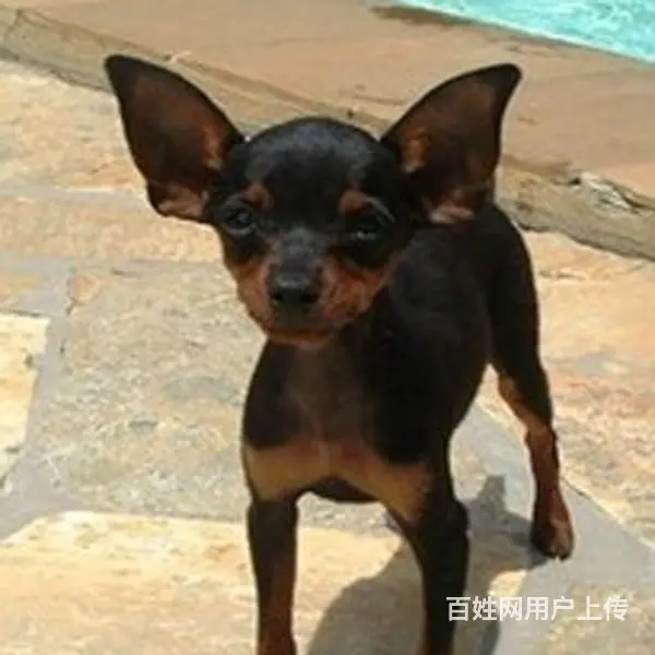宿迁本地到哪可以买小鹿犬 咨询小鹿犬市场价格 - 图片 2