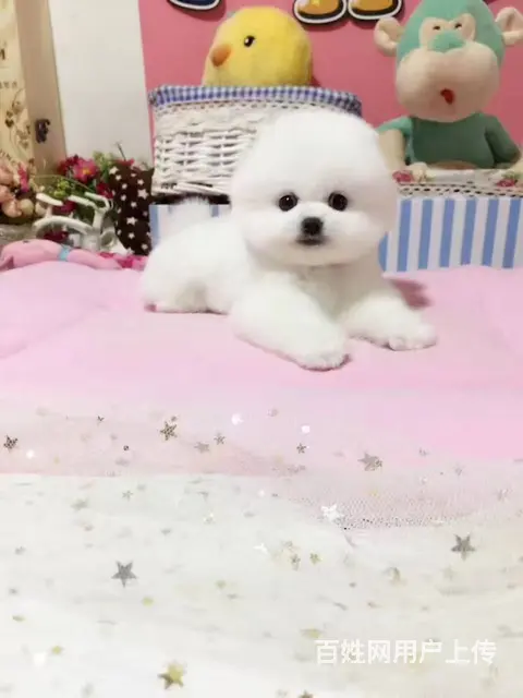 纯种博美价格 纯种博美多少钱一只 博美图片 - 图片 7