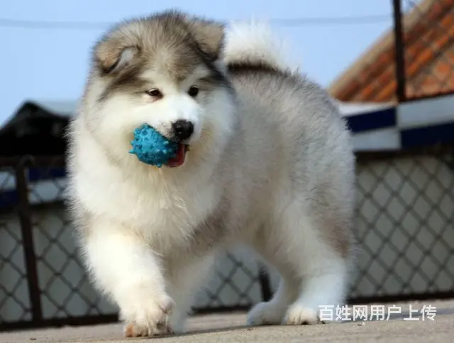 精品阿拉斯加犬幼犬 纯种健康 忠诚阿拉雪橇犬转让 - 图片 1