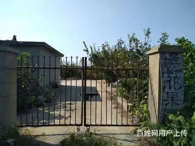 20亩无花果园对外出租 - 图片 1