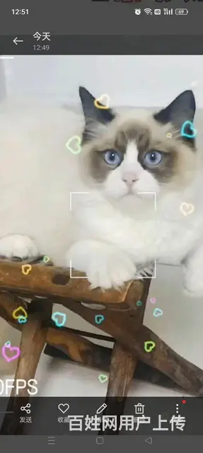 出售猫咪 - 图片 2