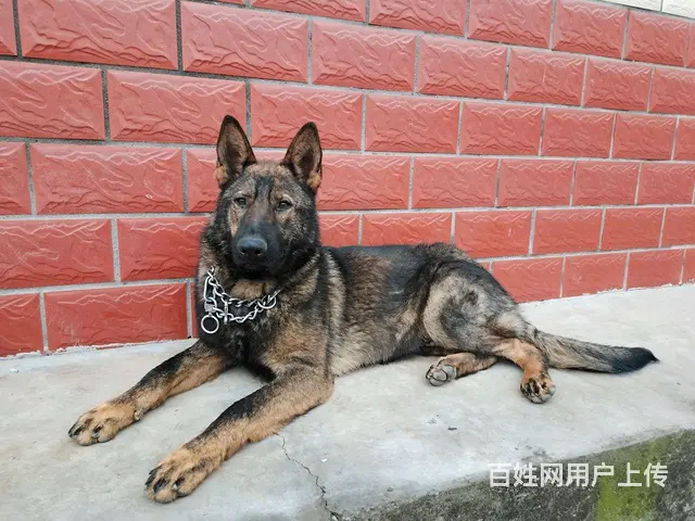 狼灰色东德种公 - 图片 5