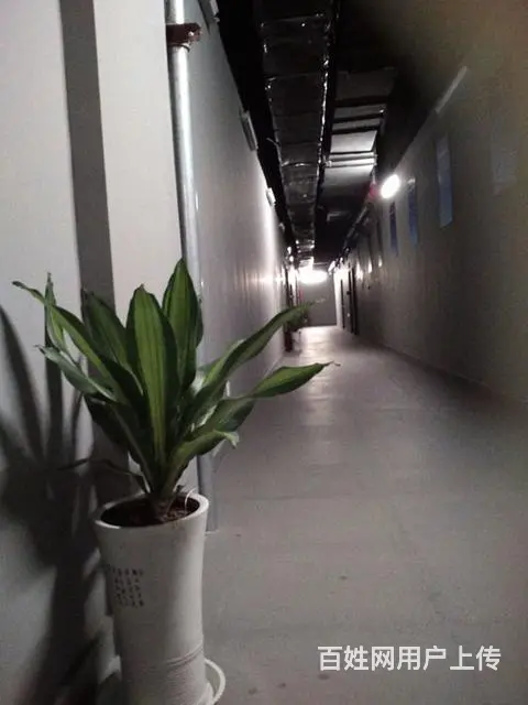 淄博租花公司、淄博绿植、淄博花卉、淄博 - 图片 3