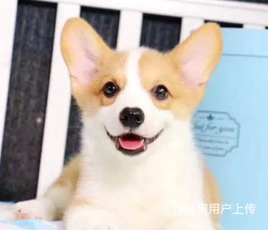 北京哪里有卖柯基犬的 质保签协议 - 图片 7