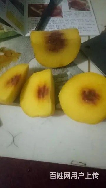 供应各种优质果树苗 - 图片 11