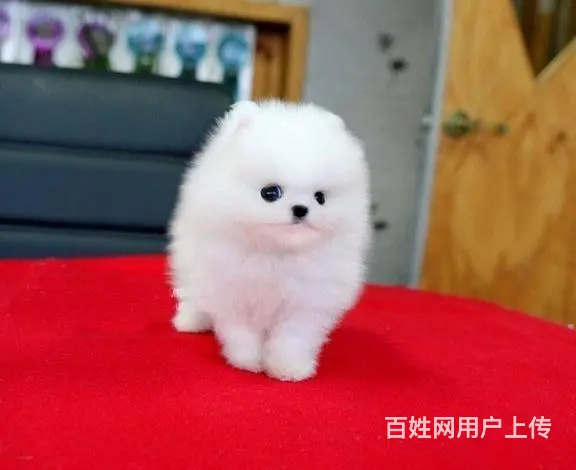 精品特价！出售纯种哈多利博美幼犬 健康有保障 - 图片 3