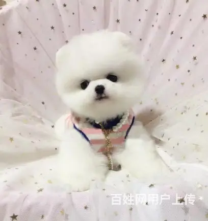 哈多利球体博美/CKU血统认证博美幼犬健康之宝 - 图片 4