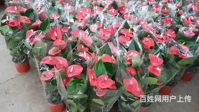 苏州地区花卉绿植租赁养护，苗圃基地批发直销 - 图片 6