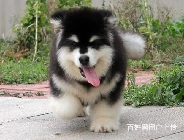 广州纯种阿拉斯加犬价格 狗舍直销 包纯种健康签协议 - 图片 3