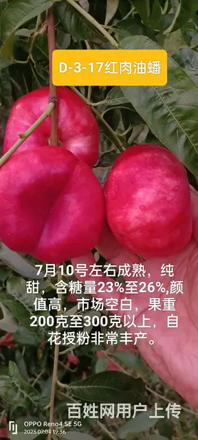 中油蟠9号桃油蟠6-21苗济宁新品种桃苗基地直销 - 图片 1