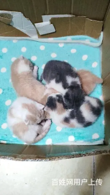 小奶猫寻铲屎官 - 图片 2