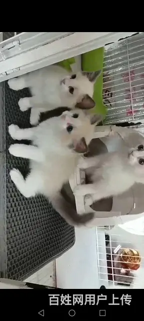 布偶猫找新家 - 图片 1