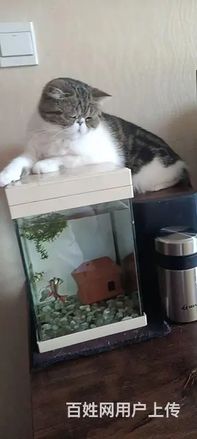 猫咪免费送人啦 - 图片 2