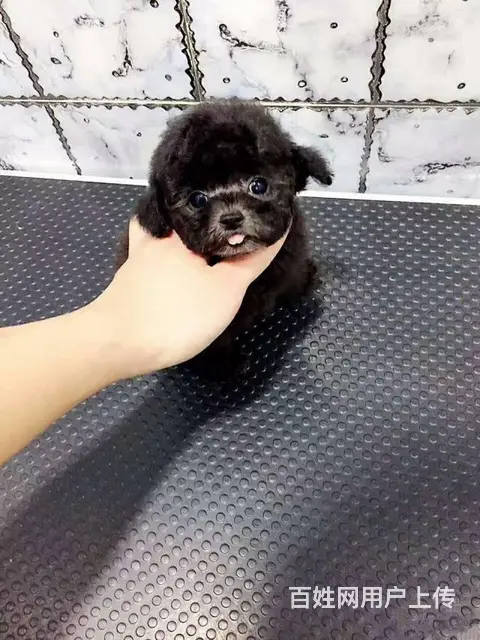 出售 纯茶杯体泰迪幼犬 各种颜色 公母都有 - 图片 5