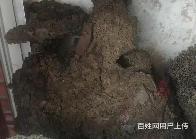 韶关市十三幺白蚁害虫防治有限公司 - 图片 3