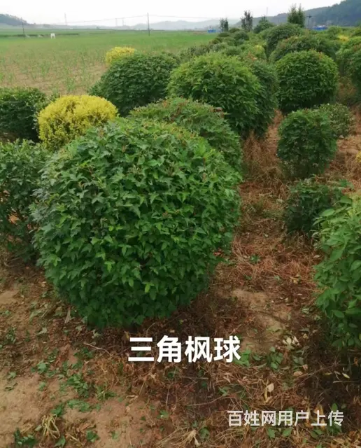 抚顺顺城优良的树苗询问报价 - 图片 3