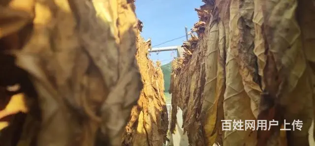 正宗东北关东烟哪里有卖的？无香料有串味的旱烟 - 图片 6