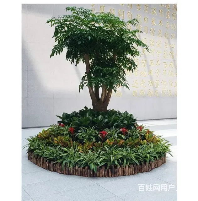 广州办公室绿植租凭，园林绿化外包，绿植出售 - 图片 1