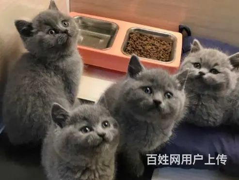 常州哪里出售蓝猫 蓝猫多少钱 蓝猫图片 - 图片 5