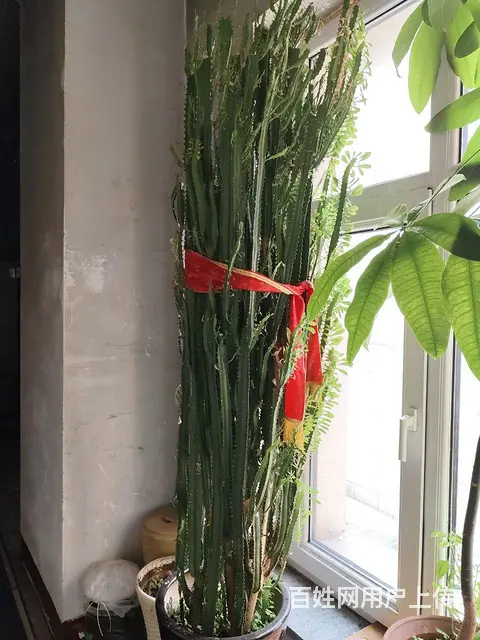 自家养的发财树，三角梅，虎尾兰，茉莉，龙骨，月季等 - 图片 2