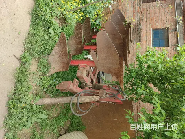 四华梨 - 图片 3