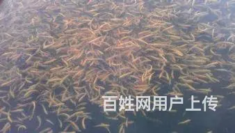 批发出售各类淡水鱼苗/放生鱼苗/观赏鱼苗等大小规格 - 图片 5