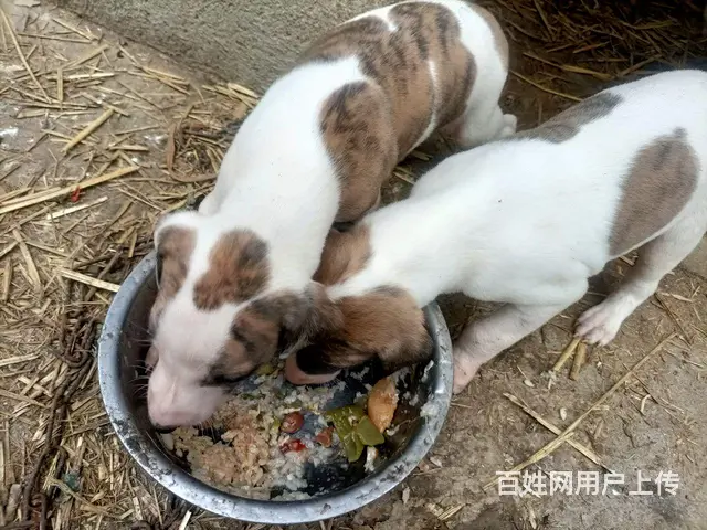 小格子犬 - 图片 5