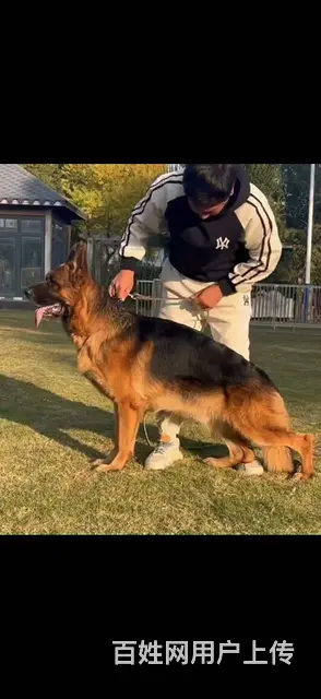出售赛季德牧小犬 - 图片 2