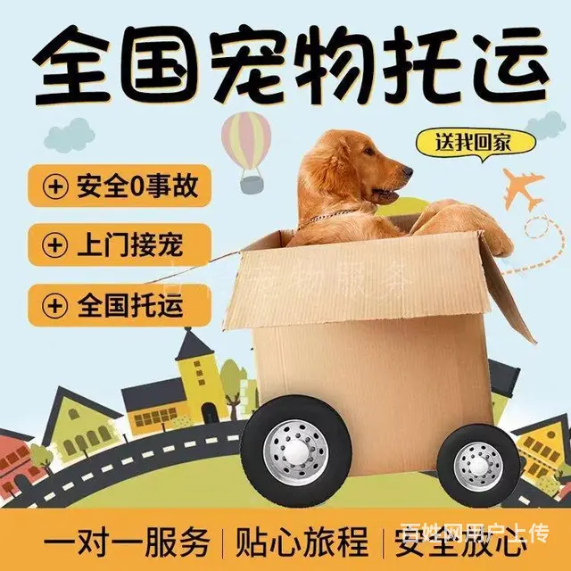 伊春宠物托运 （猫狗活体运输）宠物快递至全国 - 图片 1