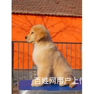 出售赛级大头金毛犬 纯正血统金毛幼犬 - 图片 5